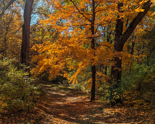 Nordic Trail Blue Loop